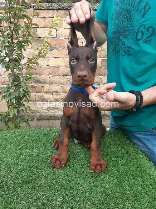 3 dobermanM0826
