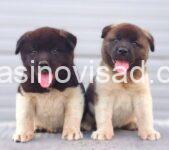 2. americka akita 01