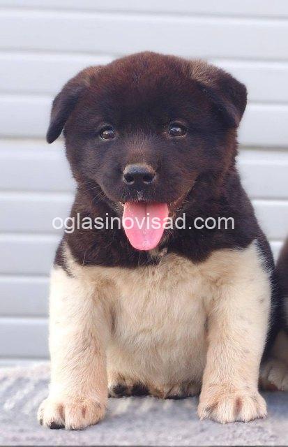 1. americka akita 02