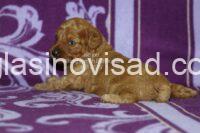 viber_image_2026-09-02_19-59-38-470