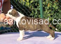 2 stafordCM0926