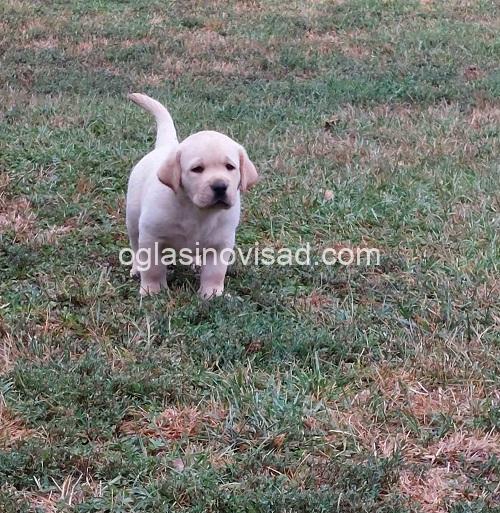 5 labradorretriverGP0926