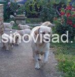 4 labradorretriverGP0926