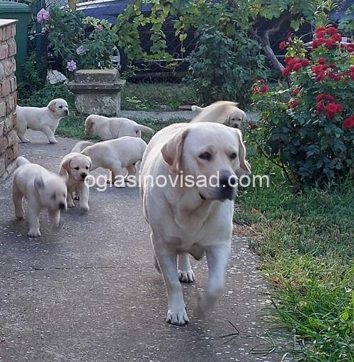 4 labradorretriverGP0926