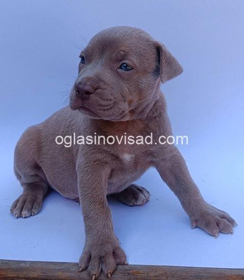 pit bul 05