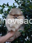 pomeranci 04a