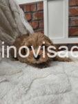 pudlasvetlana3