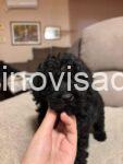 mini pudle 03
