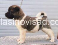 3. americka akita 08