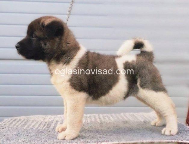 3. americka akita 08