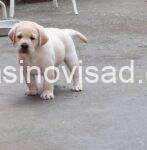 2 labradorretriverGP0926