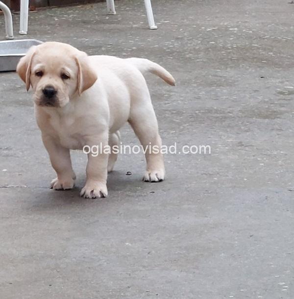 2 labradorretriverGP0926