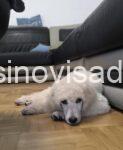 2 standardpudlaJL0926