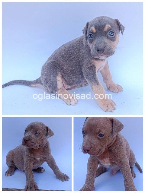 pit bul 01