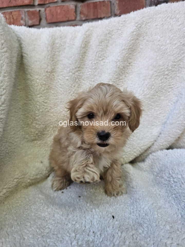 pudlasvetlana2