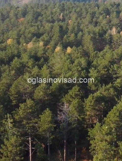 plac Divcibare 1