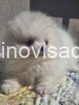 viber_slika_2026-09-13_10-45-24-793