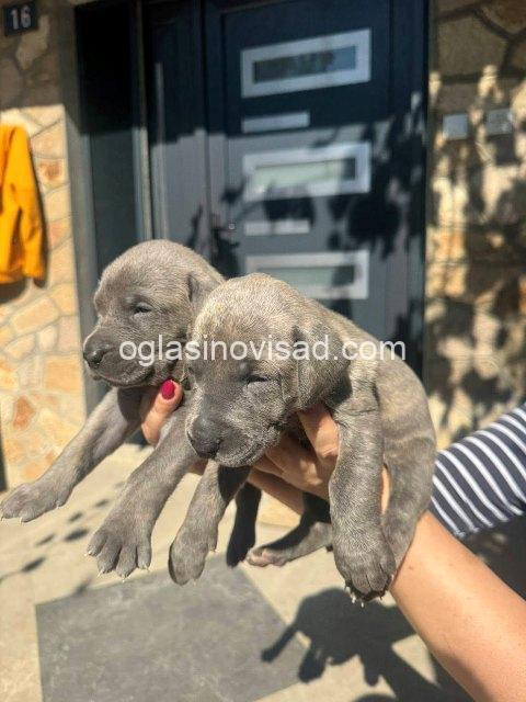 SOP 02