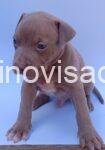 pit bul 04