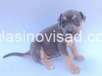 pit bul 03