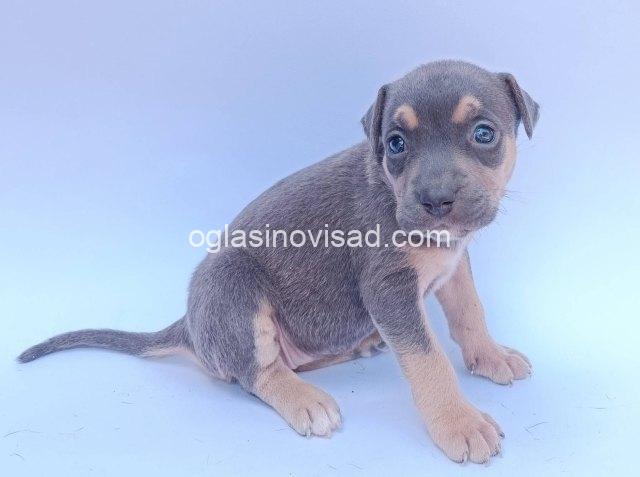 pit bul 03