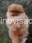 pomeranci 02