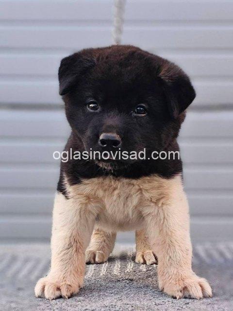 4. americka akita 03