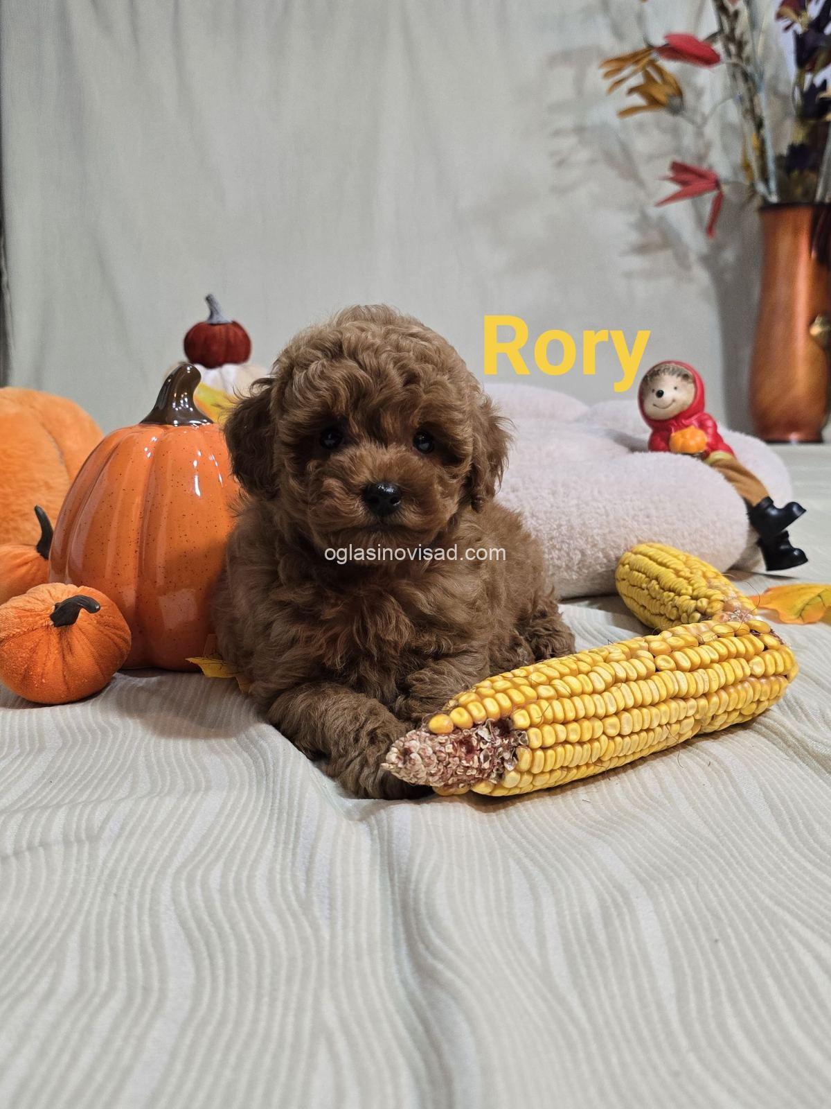 1 toycrpudlaN0926