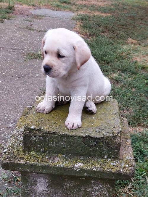 1 labradorretriverGP0926