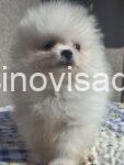 viber_slika_2026-09-13_10-45-24-995