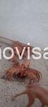 WhatsApp Image 2026-09-04 at 19.58.38 (2)