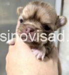 3 mikrocivavaB0926