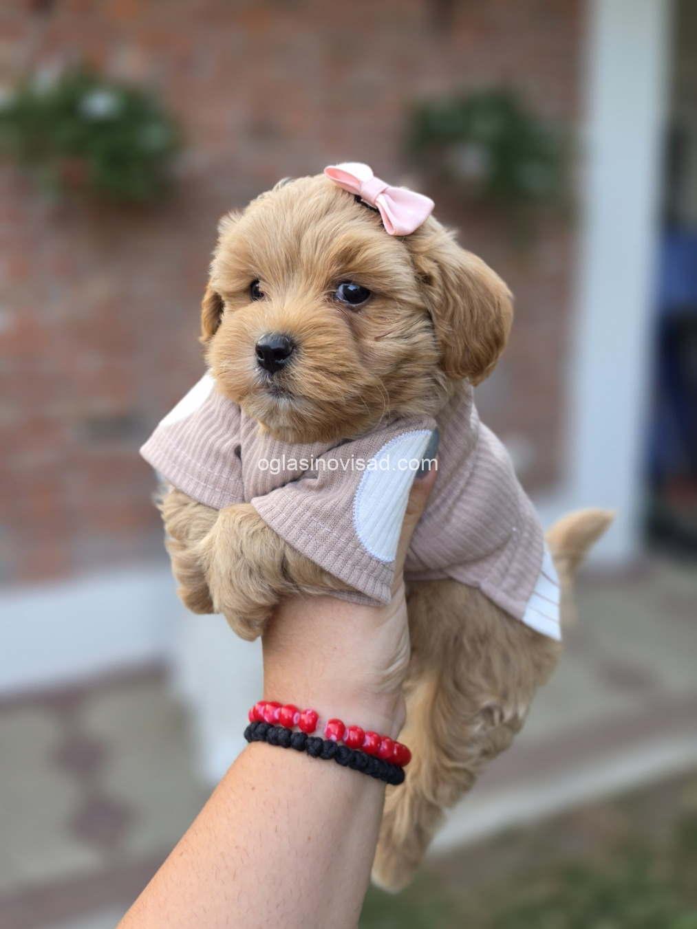 Maltipoo nove bebe - Oglasi Novi Sad