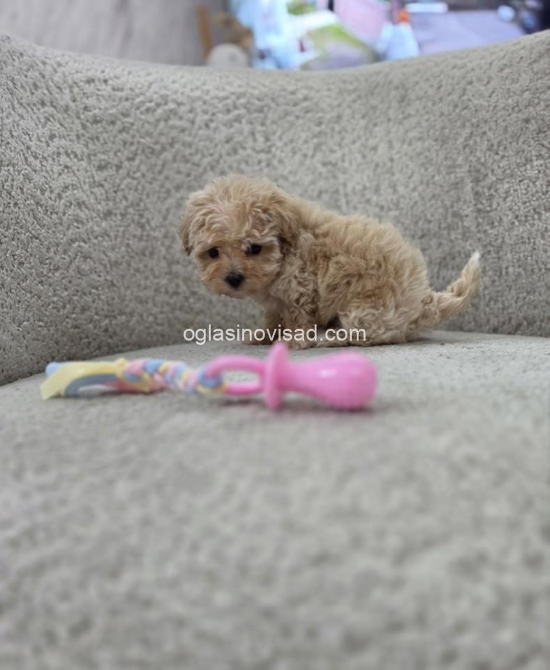 Maltipoo nove bebe - Oglasi Novi Sad